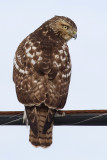 red-tailed hawk 303