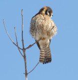 American Kestrel 36