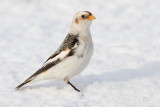 snow bunting 31