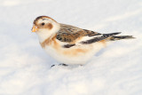 snow bunting 36