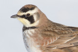 horned lark 61