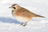 horned lark 63