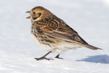 lapland longspur 42