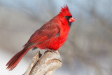 cardinal 306