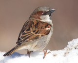 house sparrow 37