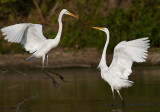 egret 18