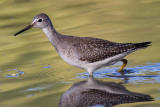 lesser yellowleg 23