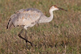 sandhill crane 183