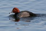 Redheaded Duck