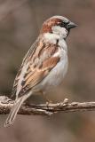 house sparrow 13