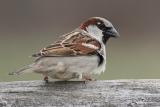 house sparrow 16