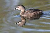 pied billed grebe 26