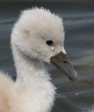 mute swan - cygnet 6