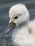 mute swan - cygnet 8