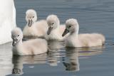 mute swan - cygnet 3