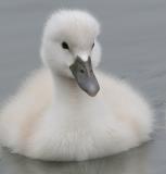 mute swan - cygnet 17