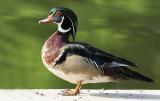 wood duck 5