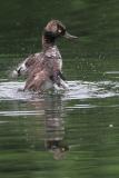 hooded merganser 184