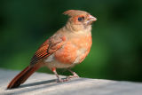 Cardinal - juvenile