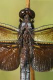 dragonfly9.JPG