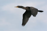 cormorant 42