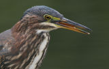 green heron 56