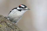 downy woodpecker 434