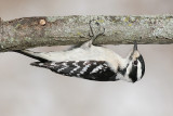 downy woodpecker 435