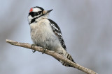 downy woodpecker 438