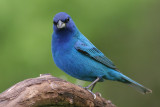 indigo bunting 1