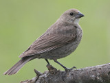 Cowbird - female