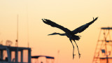 Bird flight at sunset