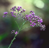 Topsail flower