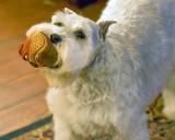 older_pup_shots