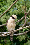 Laughing Falcon