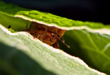 The Secret Sex of Weevils