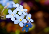 Forget Me Not