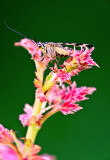 Scorpionfly