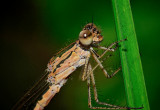 Winter Damsel