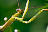 The Praying Mantis