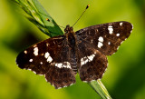 The White Admiral