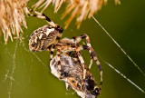 The European garden spider