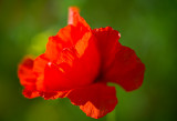 Red Poppy