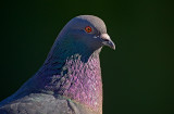 The Rock Pigeon