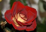 Sad Rose