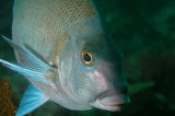 Nemadactylus Douglasii Blue Morwong