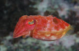 Sepia Sp. Red Cuttle