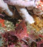 Hypoplectrodes maccullochi Half-banded Sea Perch