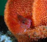 Hypoplectrodes maccullochi Half-banded Sea Perch