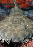 Orectolobus maculatus Spotted Wobbegong